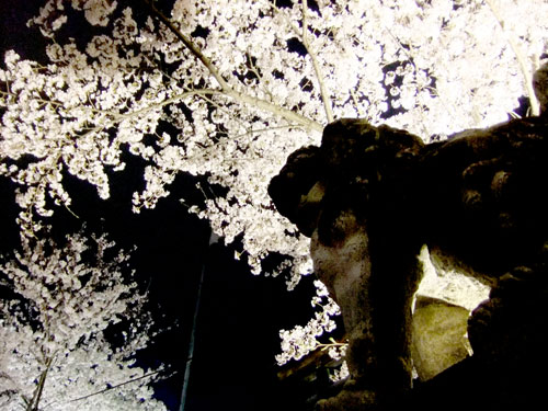 信夫山夜桜