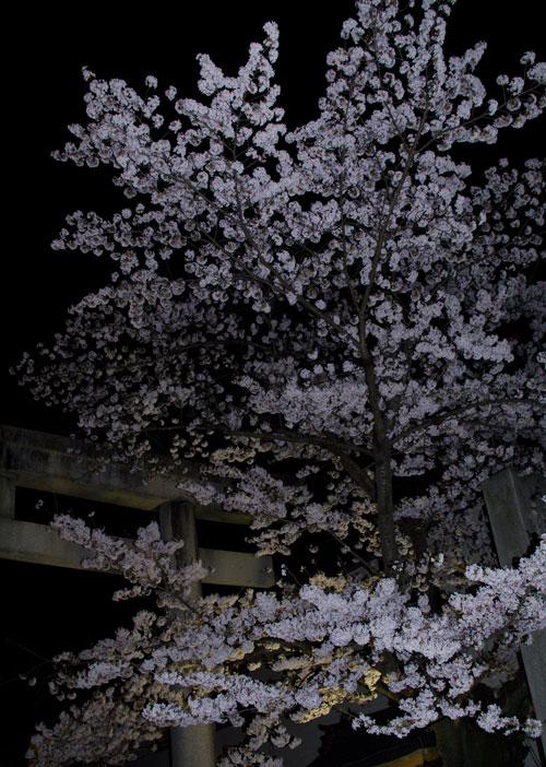 信夫山夜桜