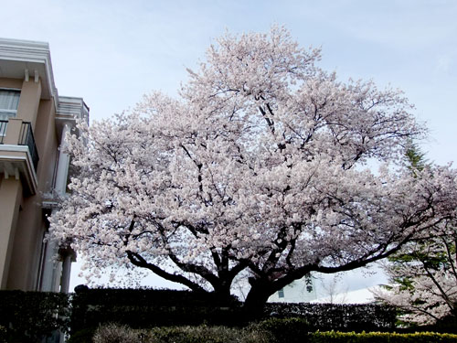 学院大桜