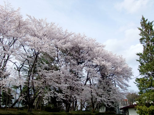 学院大桜