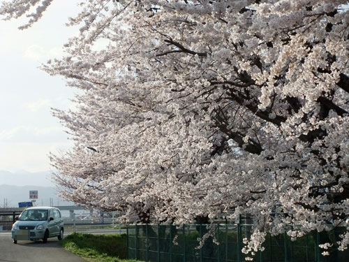 土手の桜