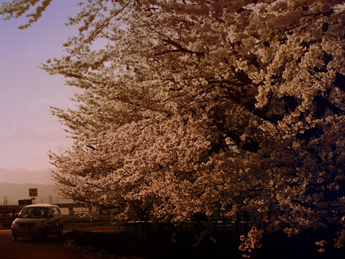 土手の桜