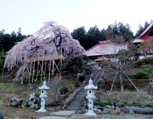 慈徳寺の種まき桜