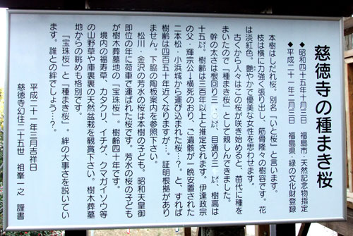 慈徳寺の種まき桜