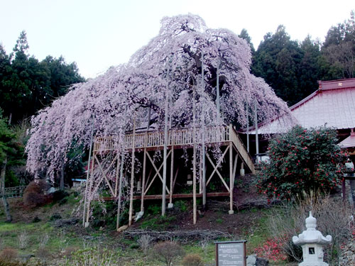 慈徳寺の種まき桜