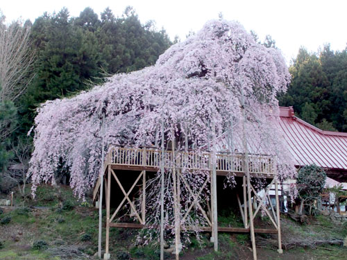 慈徳寺の種まき桜