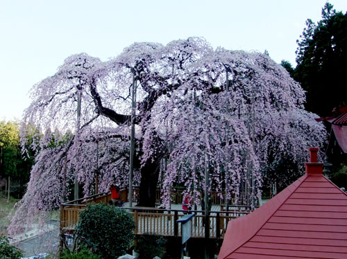 慈徳寺の種まき桜