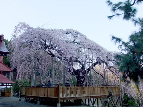 慈徳寺の種まき桜