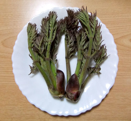 タラの芽