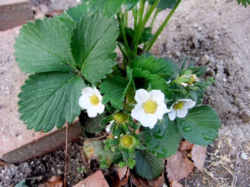 いちごの花