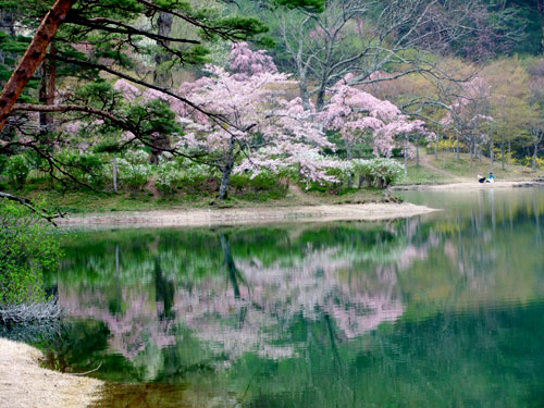 沼のほとりの桜