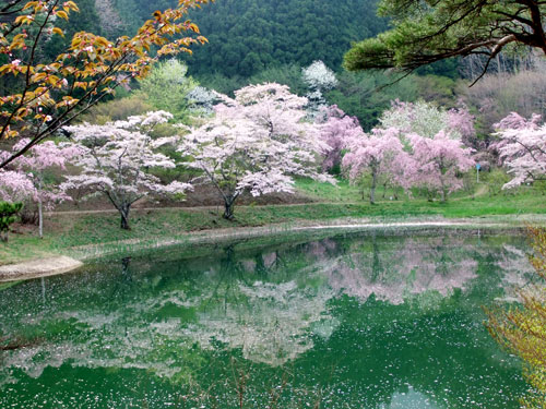 沼のほとりの桜