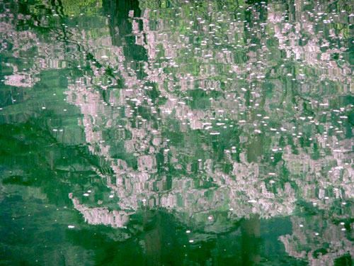 水面に映る桜