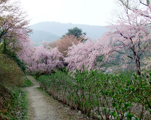 半田沼の桜