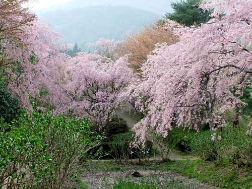 半田沼の桜