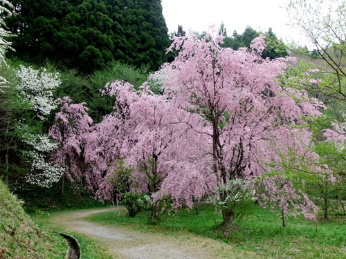 半田沼の桜