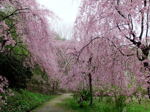 半田沼の桜