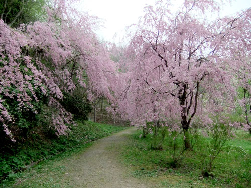 半田沼の桜