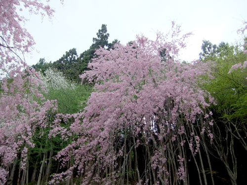 半田沼の桜