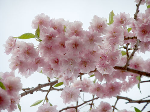 半田沼の桜
