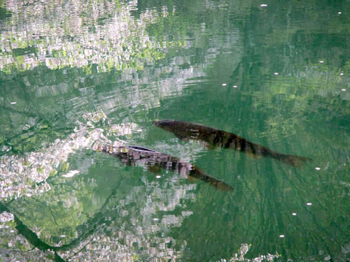 半田沼に写る桜と魚