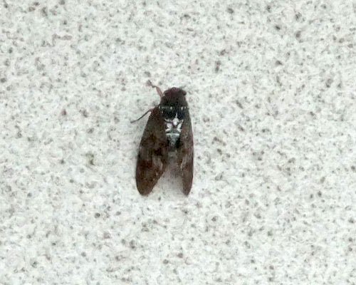蝉