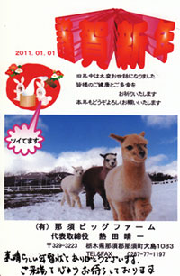 アルパカ牧場年賀状