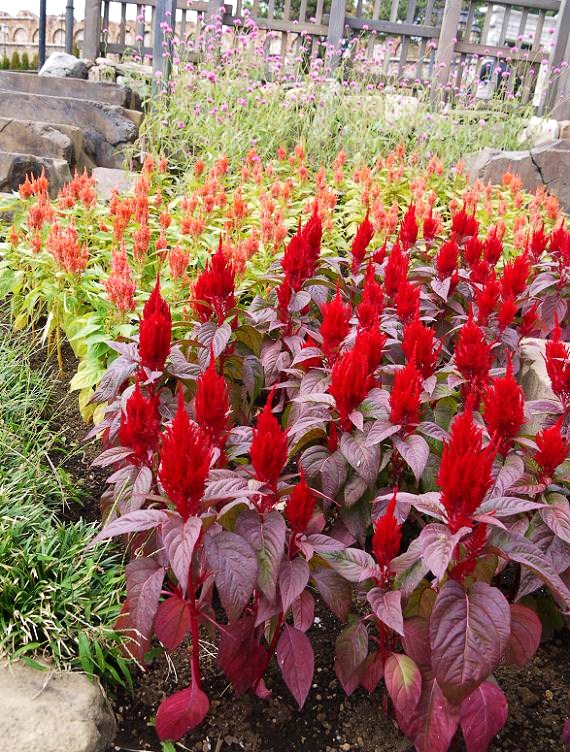 しっとりと秋の花 シーのイタリアン地区の花壇から ディズニーリゾート De あそブログ