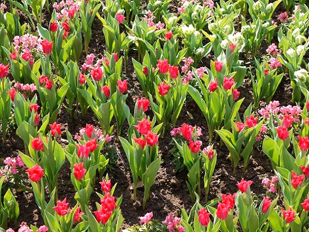 パークの癒しな春の花たち ザンビ横花壇のチューリップ ディズニーリゾート De あそブログ
