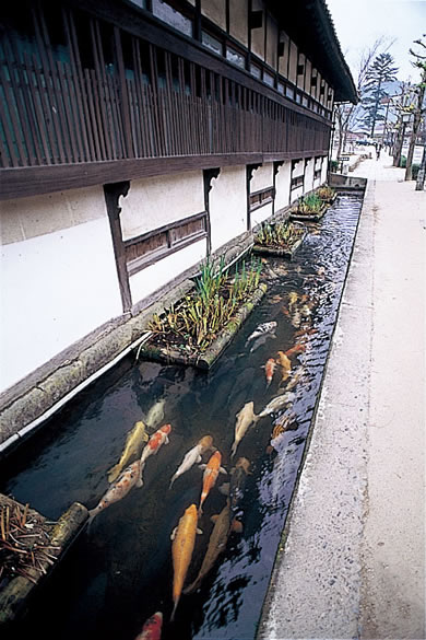 掘割の錦鯉