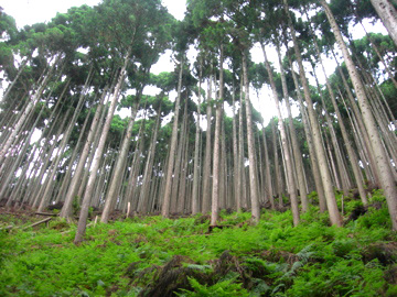 北山杉