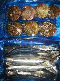 女川港直送! 秋刀魚とホタテ
