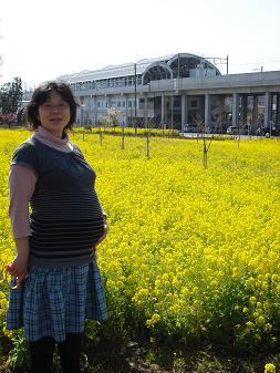 川和駅前の菜の花畑