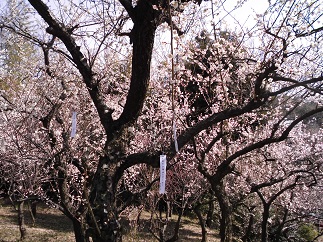 2015-02-08-h-11.jpg