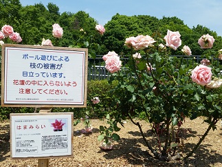 2015-05-17-r-5.jpg