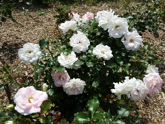 2016-05-15-r-3.jpg
