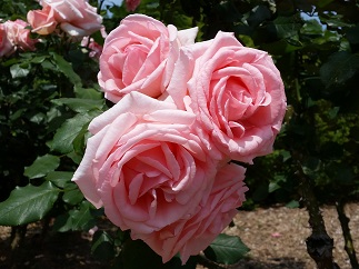 2016-05-15-r-4.jpg