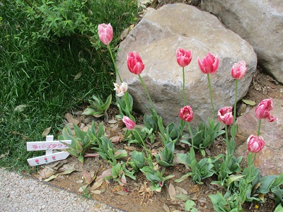 2017-05-07-sg-59.jpg