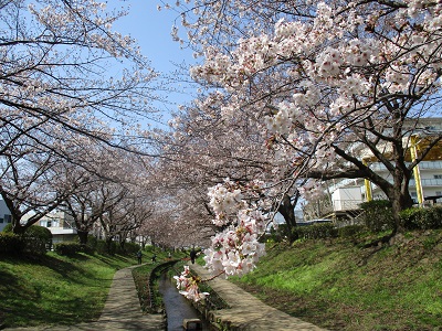 都筑の桜の名所「江川せせらぎ緑道のガイドブック」配布開始