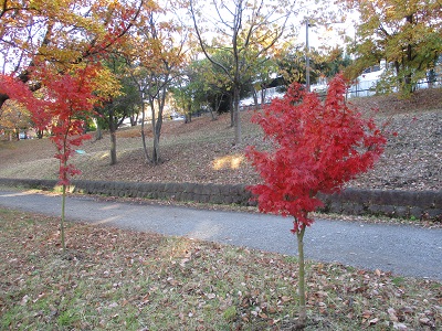 紅葉ページ 京都・滋賀 紅葉の見頃時期・現在の状況 | 京阪沿線の紅葉 2024