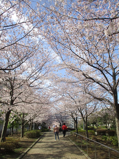 都筑区センター北の「桜の小路 さくらのこみち」が満開！ | うち