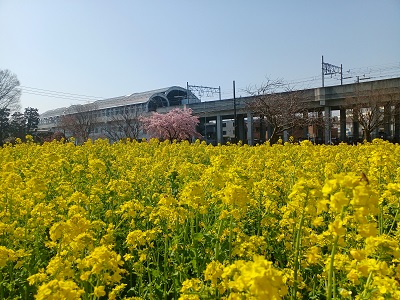 都筑区川和町駅前の菜の花畑の「熱海大漁桜」が満開！ | うちの