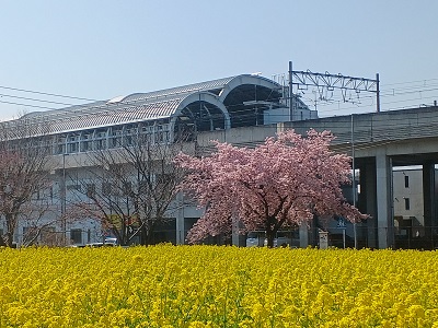 菜の花 大井町菜の花畑・南足柄市ふくざわ公園