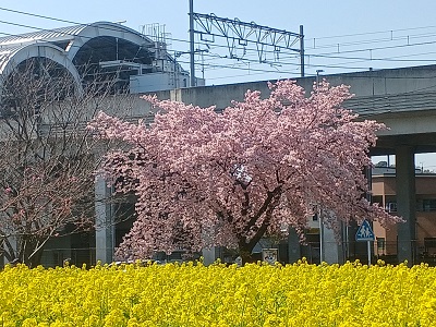 菜の花 松任CCZの菜の花畑は一面の黄色の絨毯、目だけでなく香りも