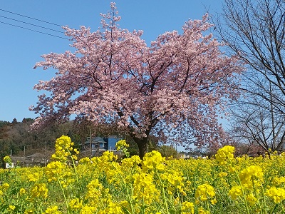 菜の花 大井町菜の花畑・南足柄市ふくざわ公園