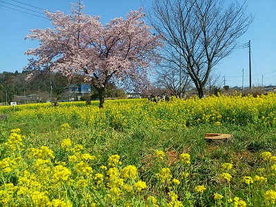 菜の花 直前!!】菜の花 40cm- 千葉県など - 花材通販はなどんやアソシエ