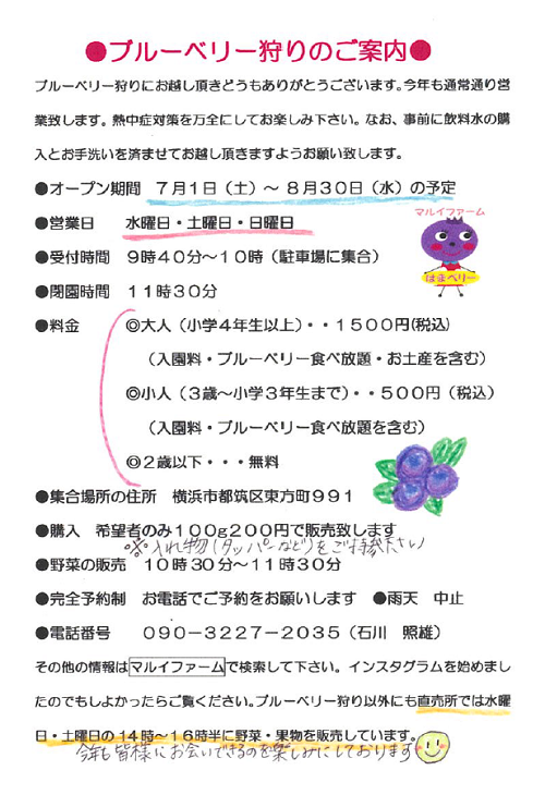 都筑区東方町のマルイファーム の「ブルーベリー狩り」今季7月1日