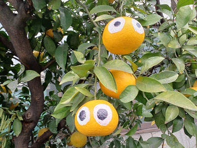 都筑区川和町に顔が描かれた「みかんちゃん」が実っています！ | うち