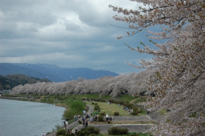 桧木内川堤防の桜