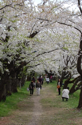 桜のトンネル